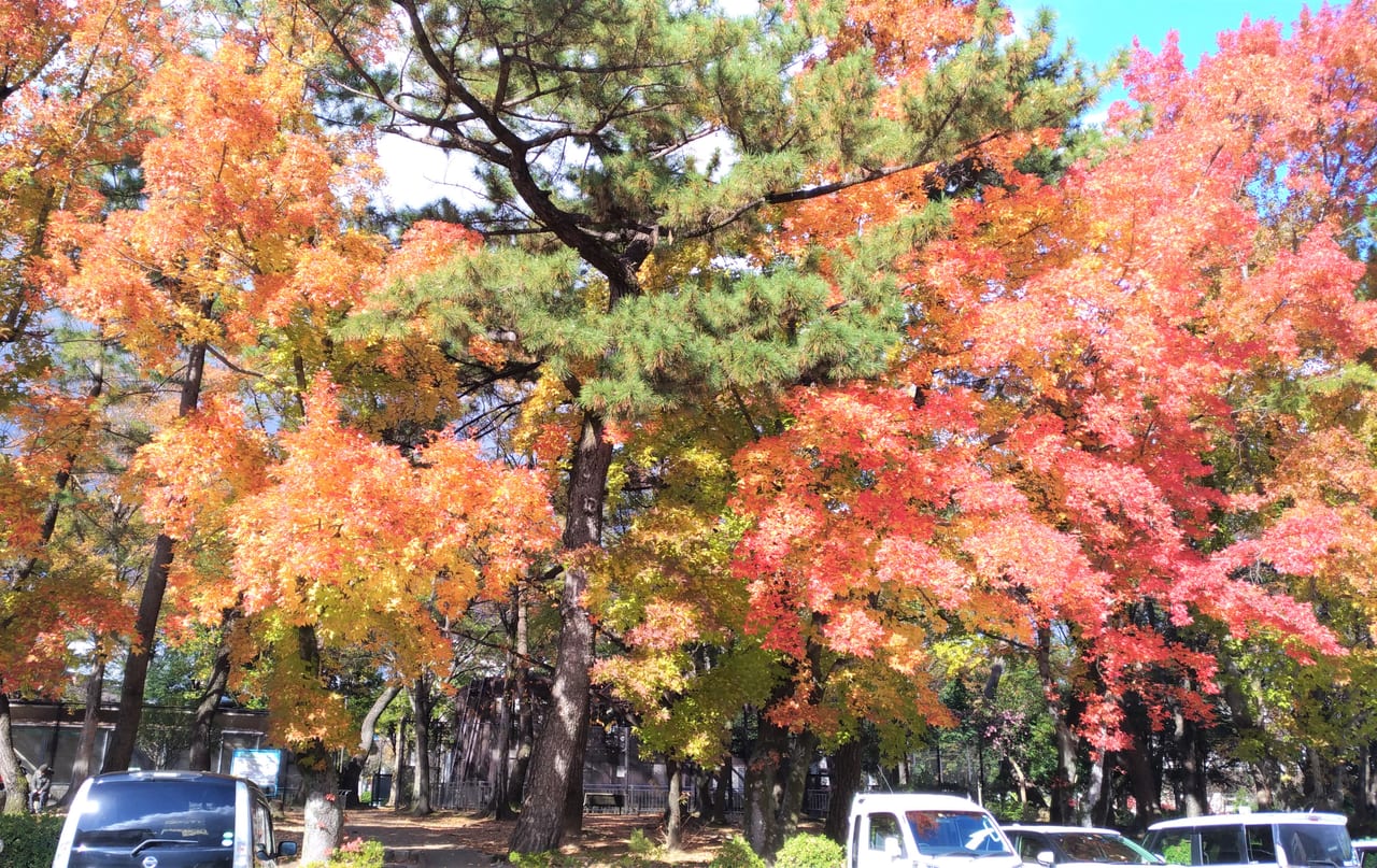 安城市 今が見ごろ 安城公園 の紅葉がとてもキレイです 号外net 安城市 高浜市 碧南市