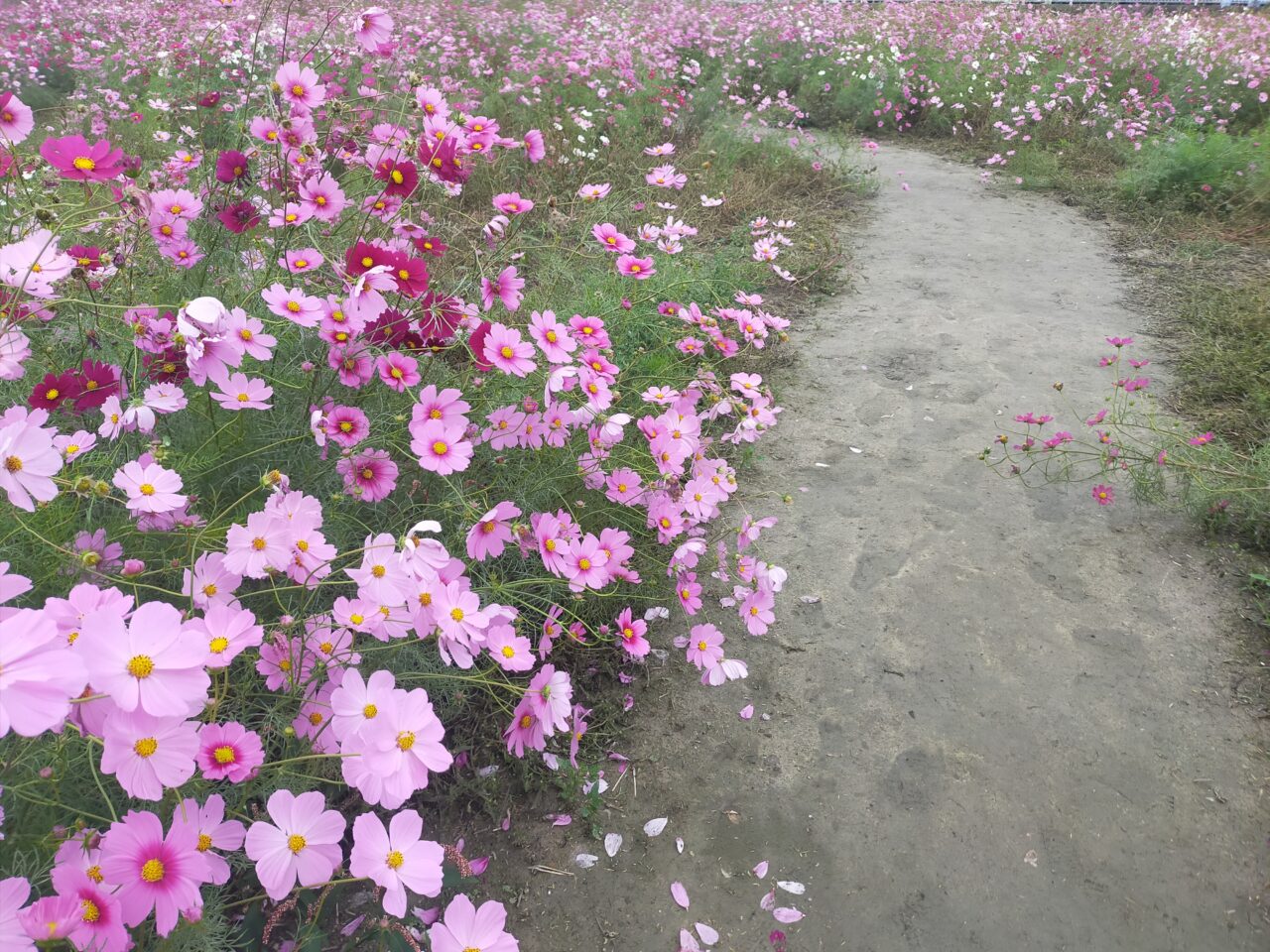 赤松町のコスモス畑