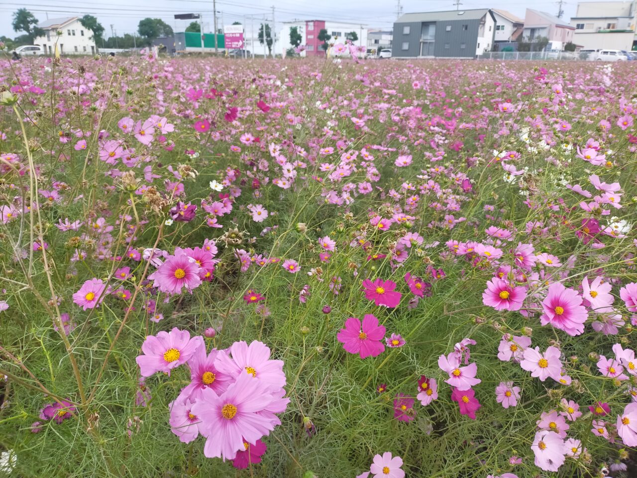 赤松町のコスモス畑