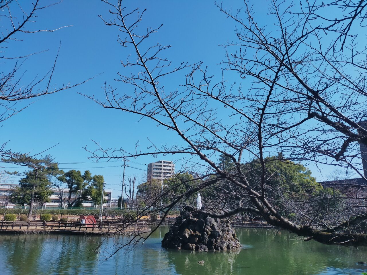 安城公園の桜の木