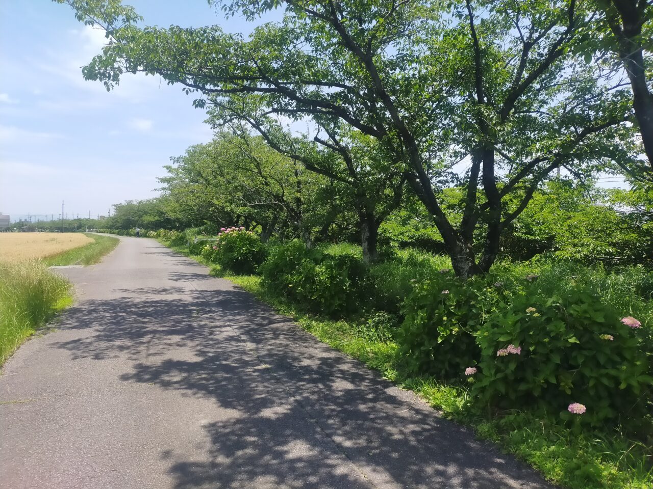 あじさいロード