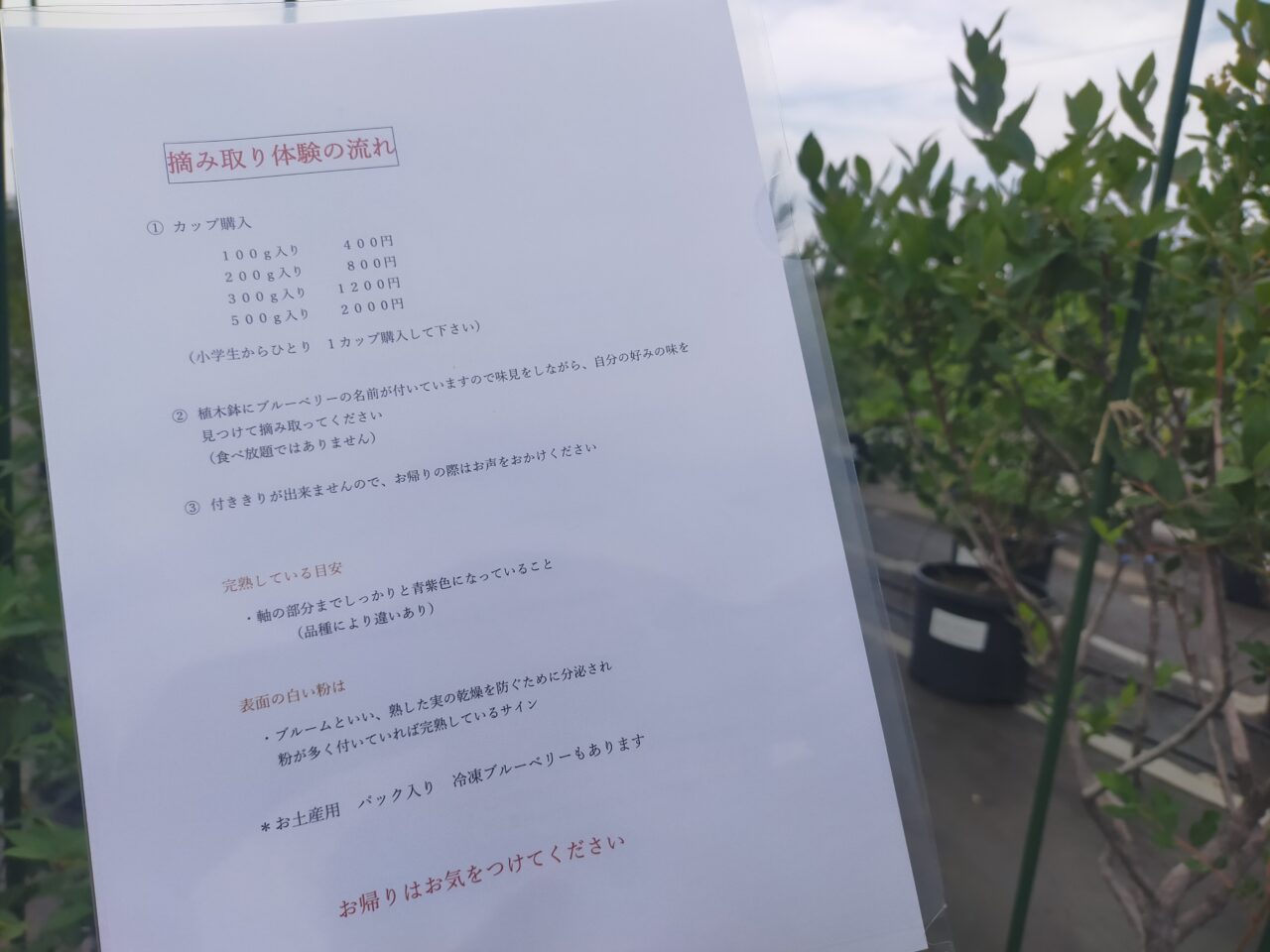 ブルーベリーファームアサヒのブルーベリー摘み取り体験の流れ